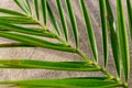 Fragment of date palm leaf Royalty Free Stock Photo