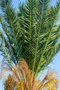 A fragment of a date palm tree with leaves and fruits, lit by the sun,  in the background a blue cloudless sky. Royalty Free Stock Photo