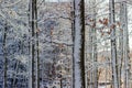 Fragment of deciduous trees covered with snow against the building