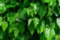 Photo of a fragment of dense green foliage in a slight defocus for use as a background