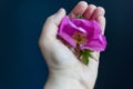 Fragment of a female hand holding pink rosehip flower as the personification of innocence