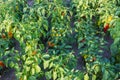 Fragment of field of ripening bell pepper in sunny weather