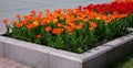 Fragment of a Flower Bed with Tulips Royalty Free Stock Photo