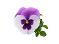 A fragment flower pansies isolated on a white