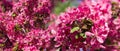 Fragment of flowering paradise apple tree, panoramic view Royalty Free Stock Photo