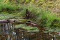 Fragment of a forest stream. Royalty Free Stock Photo