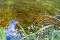 Fragment of a forest stream. Reflection of the forest in the water Royalty Free Stock Photo