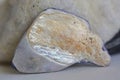 A piece of pearl shell on a light stone background Royalty Free Stock Photo