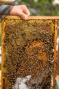 Fragment of the framework of beehives, a beekeeper, preparing honey.