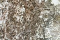 Fragment of a gray concrete wall with small white stones. texture for background. Royalty Free Stock Photo
