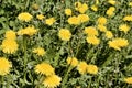 Fragment of a green field dotted with yellow dandelions.