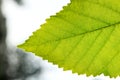 Fragment a green leaf, backlit. Royalty Free Stock Photo
