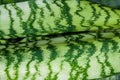 Fragment of a green leaf growing on a cactus, full frame covered with a dark green checkerboard of zigzags of lines on a lighter b