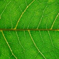 A fragment of a green leaf of hazel with veins, macro photography.