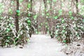 A fragment of a green spruce forest covered with snow. Winter tree decoration. Bokeh is applied as a double exposure