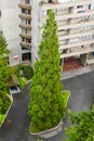 Fragment of high rise building with pine tree in front. Cityscape, building with modern architecture in British Columbia - ecology