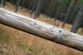 A fragment of a horizontal beam of a wooden fence separating the forest from the road