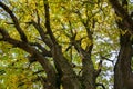 Fragment of the huge trunk and lush crown of a relic oak tree under the golden sunbeams.