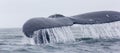 Fragment of humpback whale fluke with water running off.