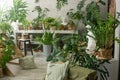 A fragment of the interior with a variety of indoor plants and plaster sculptures. Urban jungle concept. Biophilia Royalty Free Stock Photo