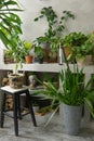 A fragment of the interior with a variety of indoor plants and plaster sculptures. Urban jungle concept. Biophilia Royalty Free Stock Photo