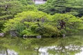 Fragment of a Japanese garden with artificially shaped pine tree Royalty Free Stock Photo