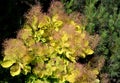 Fragment of krone of a wig-tree, grade Golden Spirit Cotinus coggygria Scop. Golden Spirit Royalty Free Stock Photo