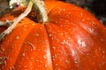 Fragment of large ripe pumpkin