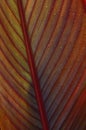Fragment of leaf of a canna. Royalty Free Stock Photo