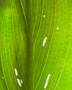 Yellow calla lily green leaves with white spots close-up details macro