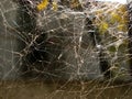Shapeless spider web Royalty Free Stock Photo
