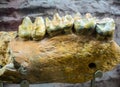 Fragment of the lower jaw dinoteria. Exhibit of the Paleontological Museum.