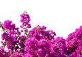 Fragment of lush Bougainvillea tree in full bloom isolated on white background. Selective focus Royalty Free Stock Photo