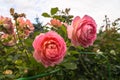 Lush rose flowers in a garden. Love, happiness, wedding.