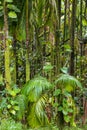 Fragment of a lush in the tropical rainforest