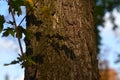 The fragment of a Maple Trunk with brown bark, yellow and green leaves, their shadow on a tree trunk.