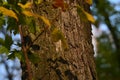 A fragment of a Maple Trunk with brown bark, yellow and green leaves, their shadow on a tree trunk.