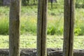 Fragment of moss-covered wooden fences of the three pegs