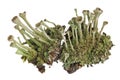 Fragment of natural european forest blue moss lichen plant. Isolated