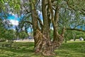 Fragment of a nature corner in the Kadriorg park in the city of Tallinn, Estonia