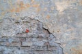 Fragment of old brick wall with partially collapsed cracked gray cement plaster, brickwork is visible where is facing damage