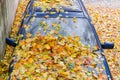 Fragment of old car covered with wet fallen leaves Royalty Free Stock Photo