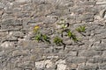 Pskov, Russia, September 6, 2024. Yellow dandelions on the wall of an old fortress. Royalty Free Stock Photo