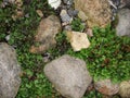 Fragment. abstract background, texture - an old road paved with natural wild glacial stone, overgrown with grass and moss.