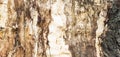 A fragment of an old rotted tree Royalty Free Stock Photo