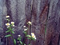 Fragment of an old wooden fence and flowers Royalty Free Stock Photo