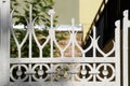 Fragment of openwork white forged fence close up