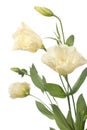 A fragment of pale flowers isolated on white