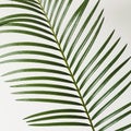 Fragment Palm branch on white background. Abstract background