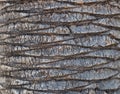 Fragment of palm trunk with beautiful gray and brown bark.